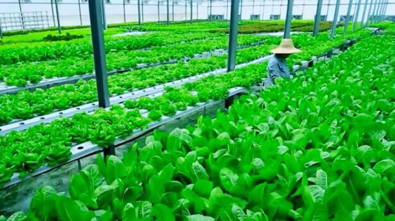 现代农业产业化发展：引领农业转型升级新篇章