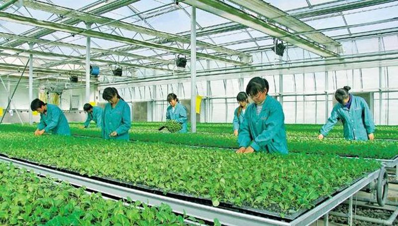 农业产业化：现代农业的新路径